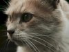 Can Probiotics Help with Common Digestive Issues in Cats and Dogs?