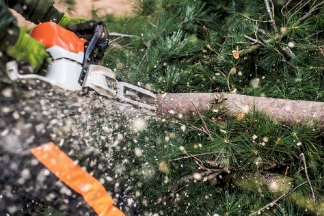 Is That Tree A Danger To Your Home? Signs You Shouldn’t Ignore