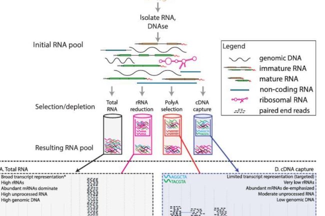 Step-by-Step Guide to Iso-Seq Protocol: From Sample Preparation to Data Analysis