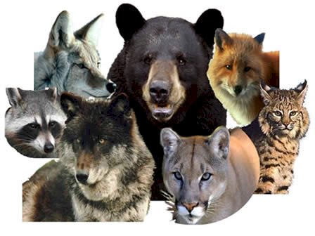 5 Clear Signs Your Current Wolf Urine Repellent Isn’t Working