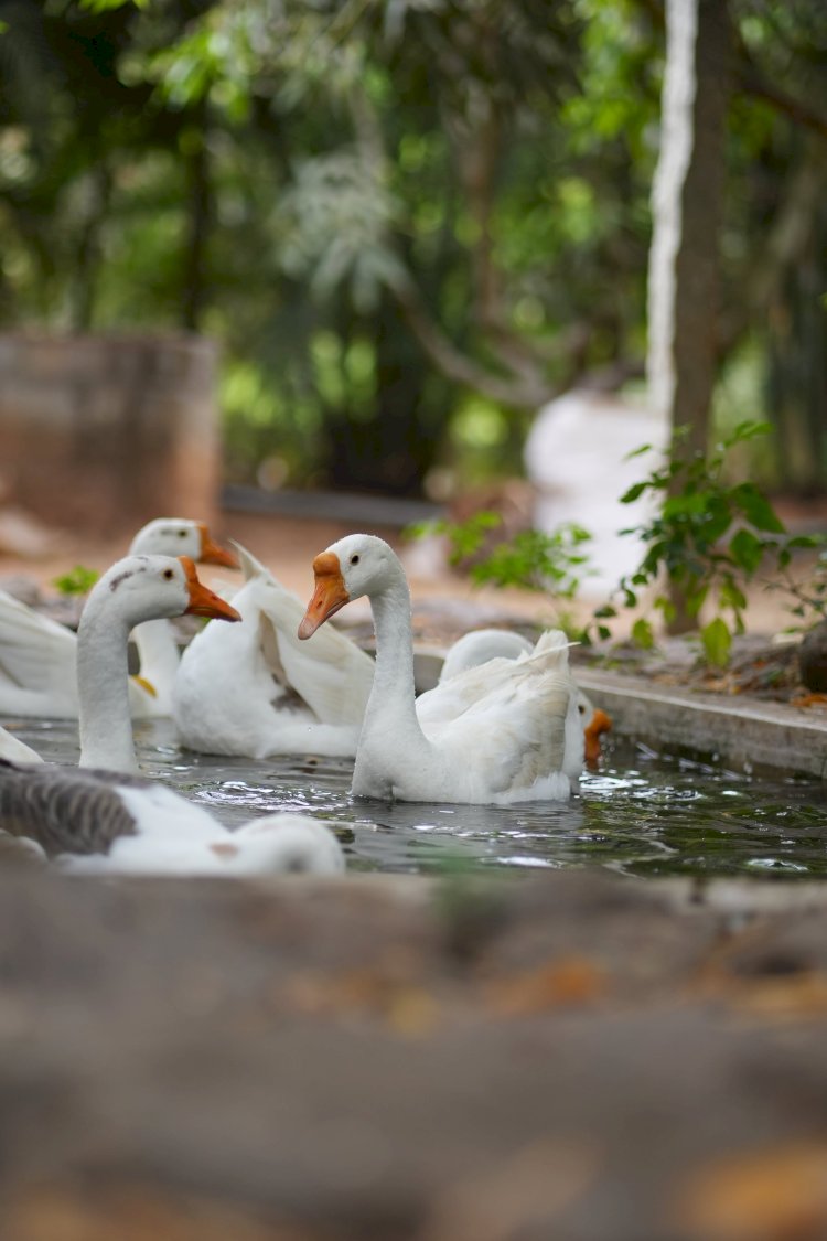 Nature’s Playground: Outdoor Joy for All Ages at Suggee Resort