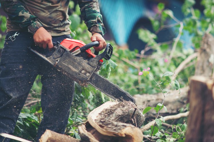 What To Do Immediately When A Massive Tree Is About To Fall Near You!