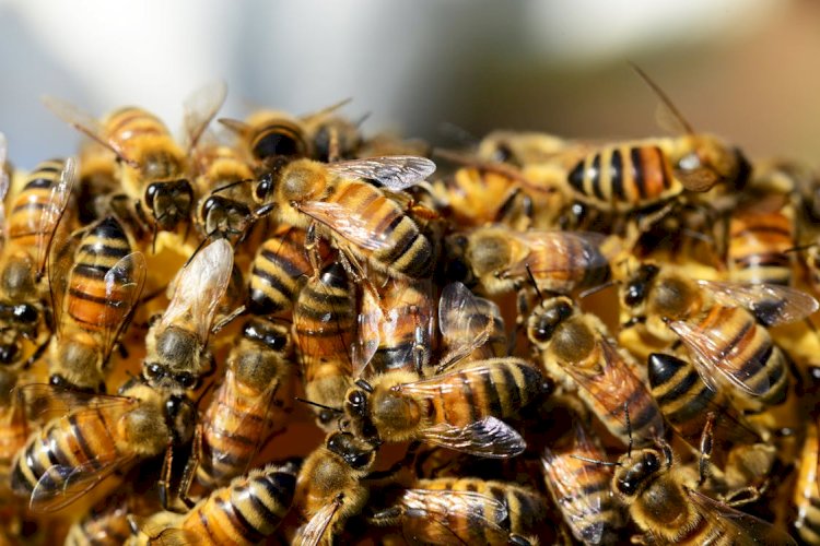 Blue Banded Bee or Pest? When to Call Bees Removal Melbourne Experts