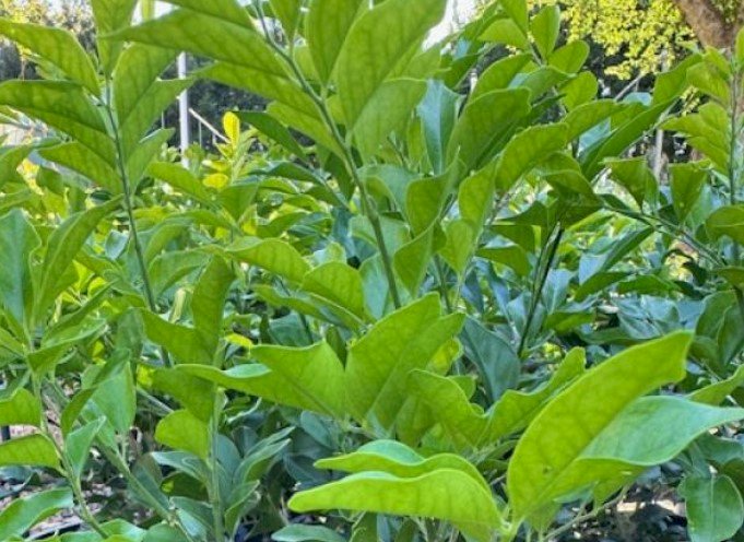 Scented Plants for Your Balcony Garden
